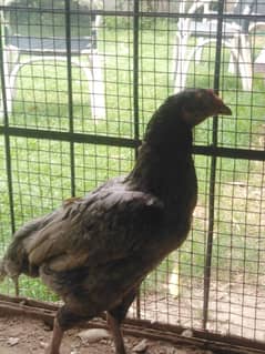 aseel Mianwali for sale