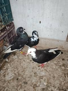 breeder pair