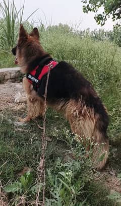 German Shepherd long coat female 17 month age for sale