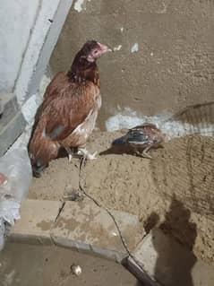 Hen