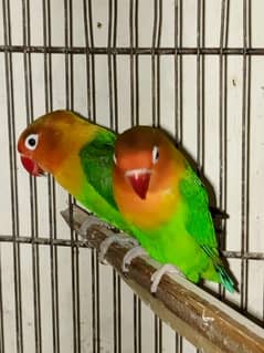 Fisher Pair For Sale
