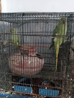 ringneck