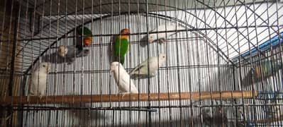 love birds