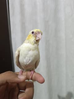 parrot