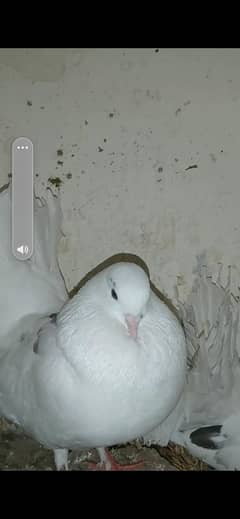 sale 5 pair pigeons  8000