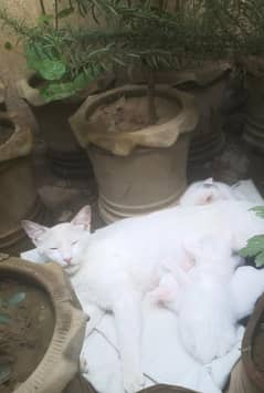 Cat and 4 kittens 3 male & 1 female age 2 months & Mother 1.5 years