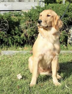 Pedigree Golden Retriver Pair