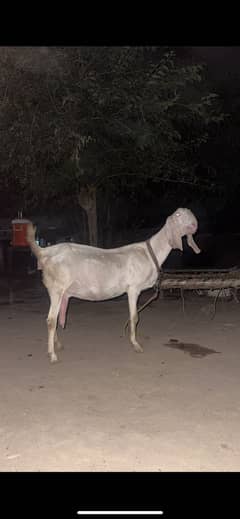 Bakri