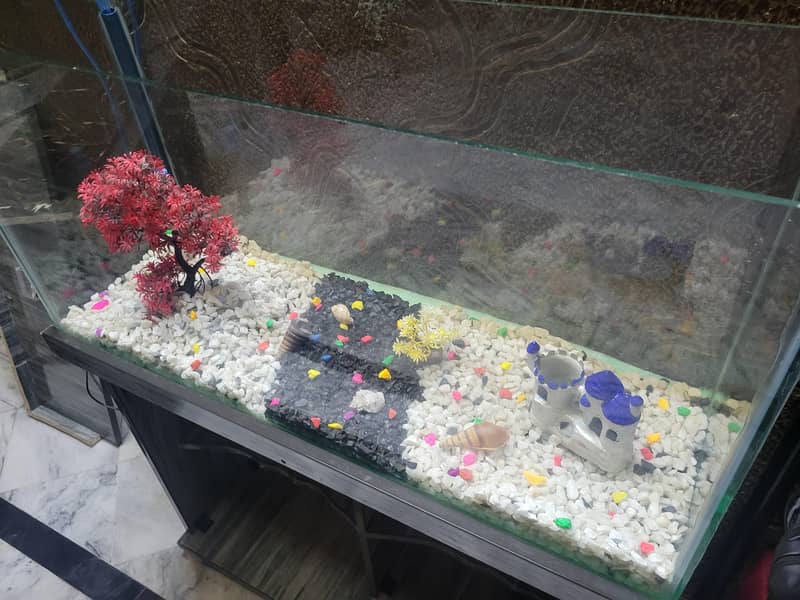 3 Ft Fish Aquarium setup 1
