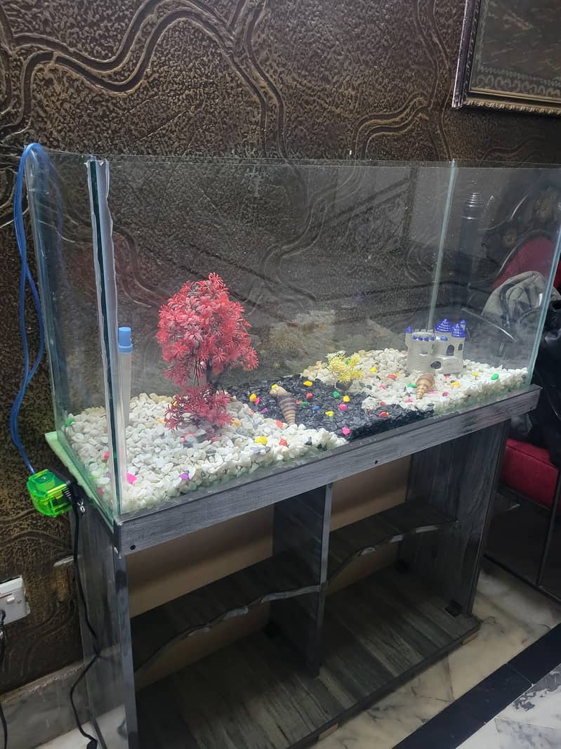 3 Ft Fish Aquarium setup 2