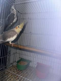 cockatiels parrot and chiks