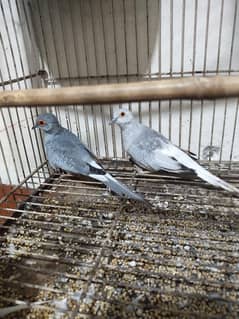 diamond dove conform pair manay in sa ik daffa breed le ha