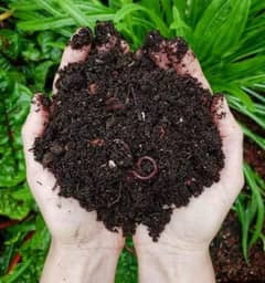 Vermicompost