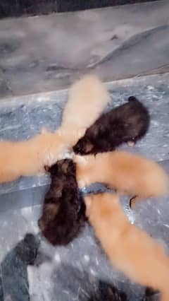 pershiyan 50 days age hy for sale 5 bachy hn