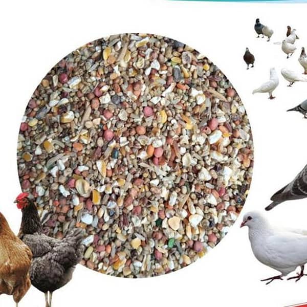Hen Feed | Murgi Dana | Kabutar Dana For Pigeon - 25 KG