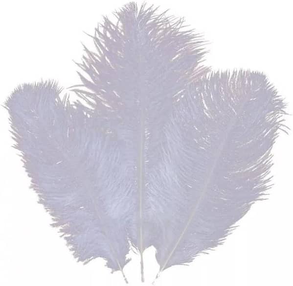 3Pcs Ostrich Feathers Crafts Ostrich Feathers Large Natural Ostrich Feathers DIY