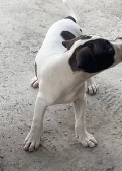 Bully puppy for sale