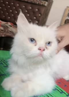 PUNCH FACE FEMALE CAT