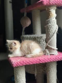 Persian triple coated bicolor kitten