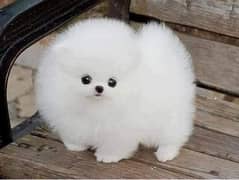 pomeranian