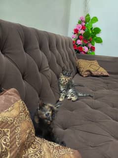 35 days kitten