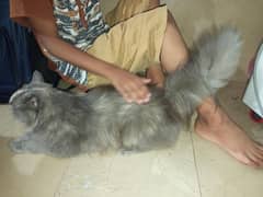 Persian Cat for sale