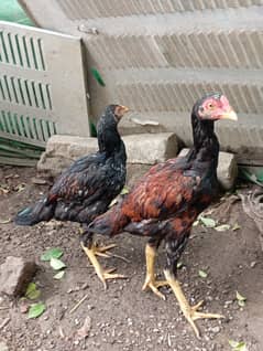 Aseel  aik murgha aur do murghia