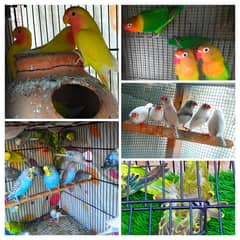 Budgies, Hogoromo, Finches, Lutino, Fisher