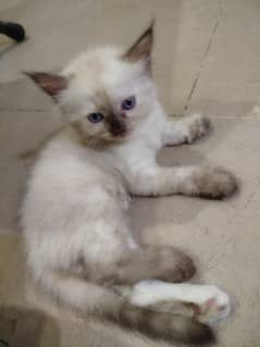 for sale