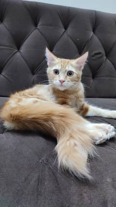5 months male cat