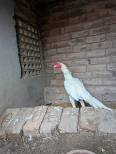 Heera Aseel Breeder  Trio