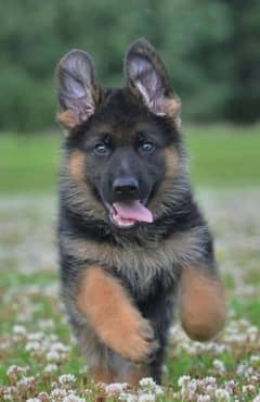German shepherd puppies 03198435459