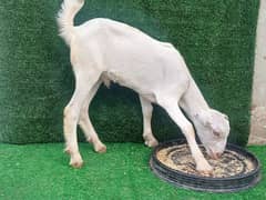 taddy goats / Bakra / Sheep | bakra / بکرا / desi goat