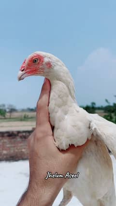 Paper white heera females available