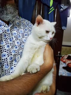 White Persian Cat