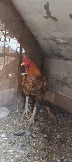 Breeder