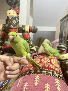 Talking Parrots Pair - 45000 Fixed