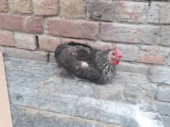 hens