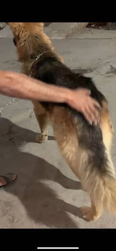 GSD male 2 year age