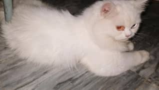  Premium Odd-Eyed Triple Coat Persian Kitten for Sale 