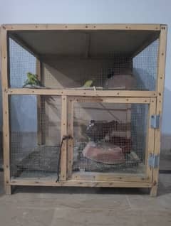3 Baby budgie and 1 pigeon with cage