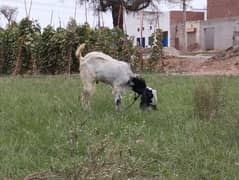 Desi Bakra best for 2026 Qurbani