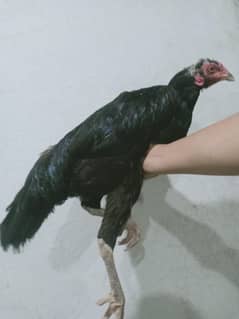 aseel sindhi murgi ha andy dete ha roz