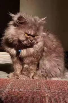 Persian cat full poty trained and friendly for urgent sale