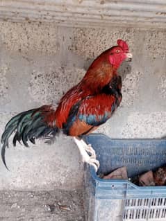 aseel pair for sale