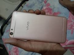 vivo
