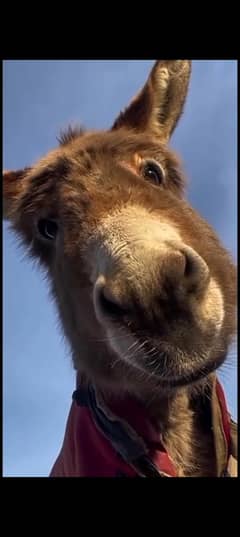 donkey milk and cheez