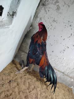 Aseel Murga mianwali amroha blood and black aseel quality hens