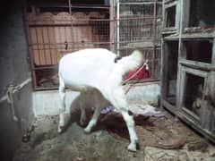 bakra