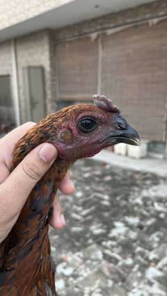 Dragon Patha black skin